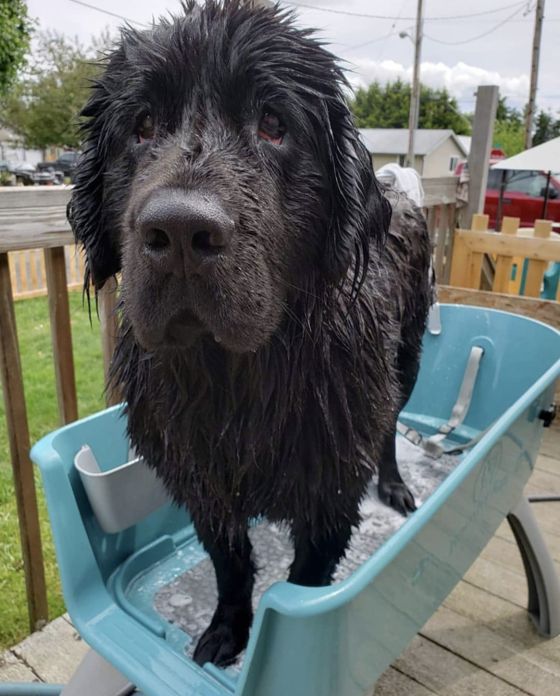 Dog Bath Tub featuring Teal Plastic Basin for Outdoor Dog Bath