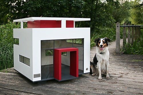 Dog Kennel Ribbon Windows and Cantilevered Flat Roof
