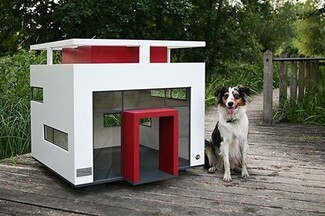 Dog Kennel Ribbon Windows and Cantilevered Flat Roof