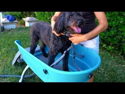 Elevated Grooming Tub in Vibrant Turquoise and Raised Dog Wash