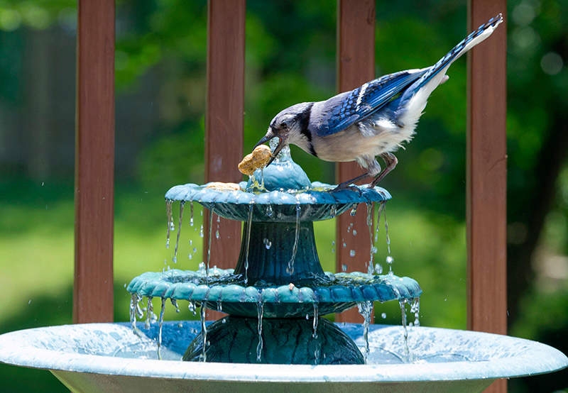 Garden Fountain Weathered Teal Scalloped Birdbath