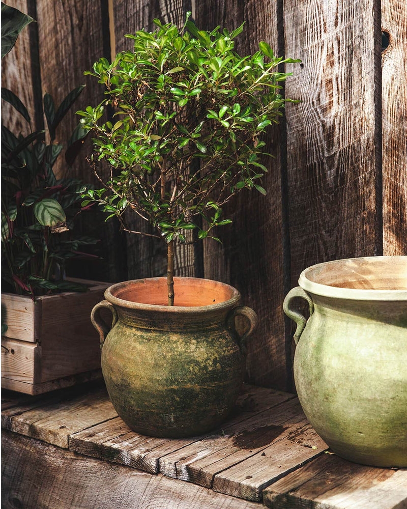 Garden Pot with Twin Ear Handles Rustic Clay Vessel