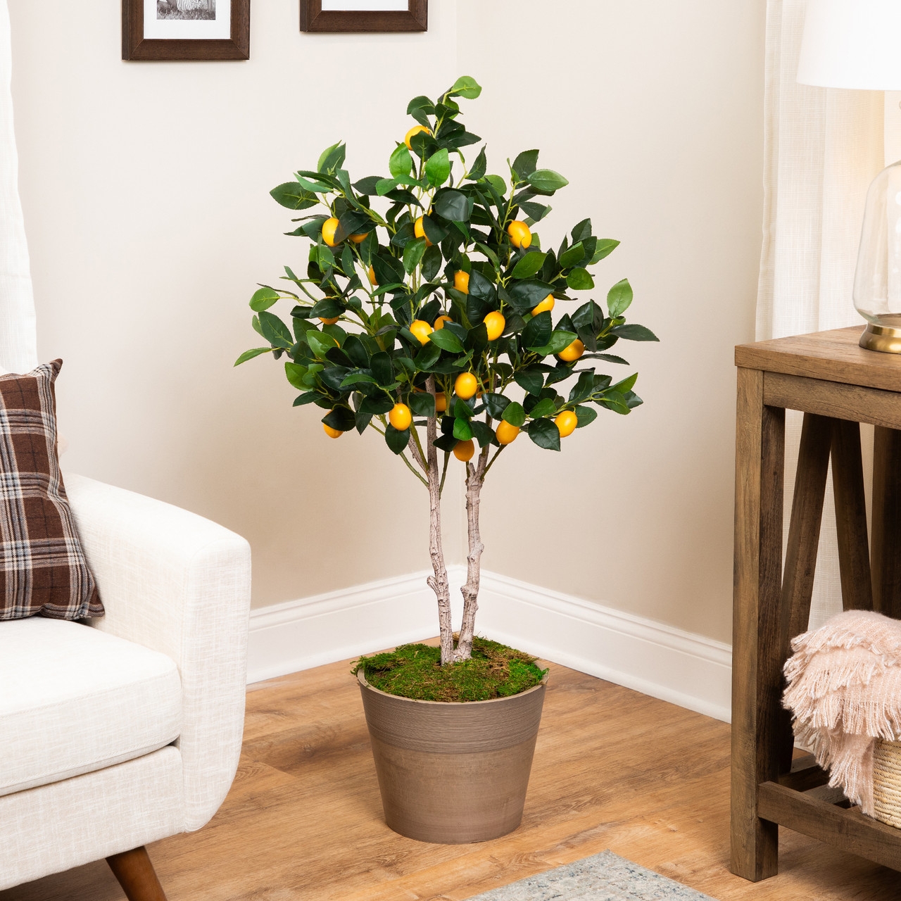 Lemon Tree Ribbed Tapered Pot Indoor Mediterranean Style