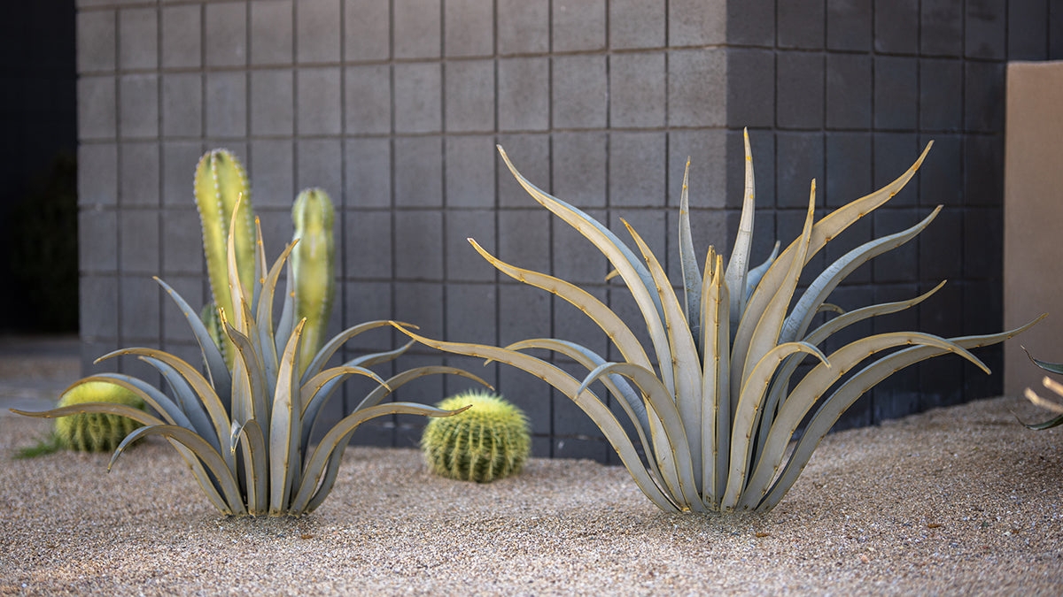 Metal Yard Art: Curving Leaves Sage Green Agave Sculpture