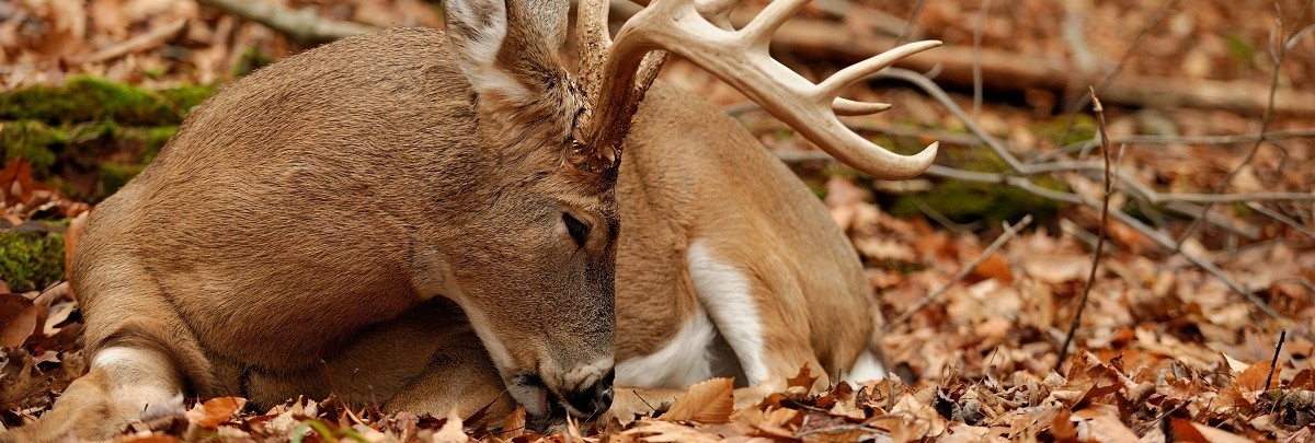 Organic Wildlife Scene: Walnut Brown Foliage and Cabin Style
