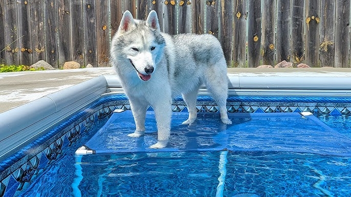 Pool Platform PVC Pet Friendly Blue Mesh Cooling Step