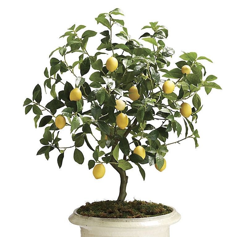 Potted Tree Antique White Pot Potted Lemon Tree Centerpiece