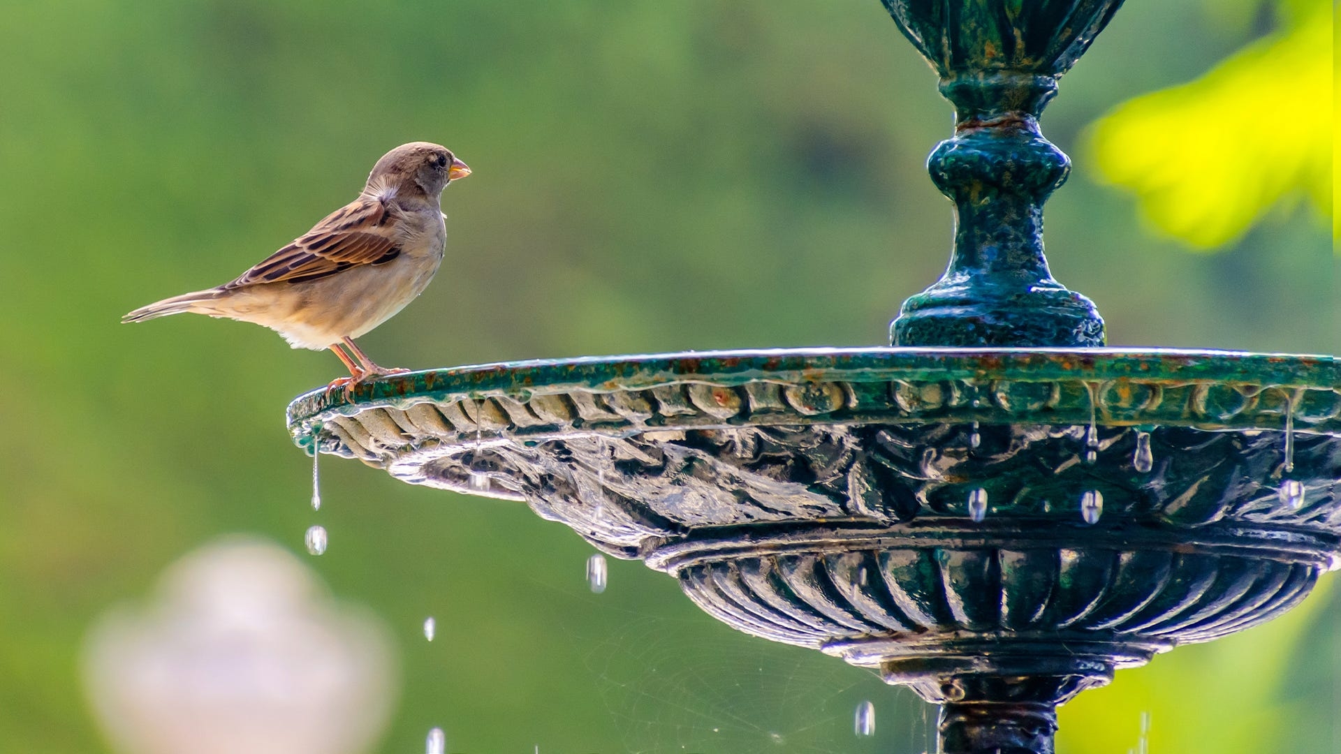 Fountain With Birds