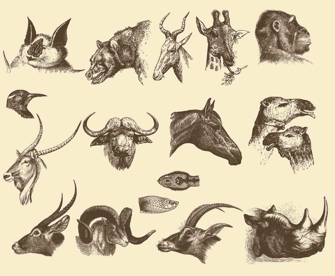 Wall Art Print with Cross Hatched Shading for Naturalist Study Wall Art