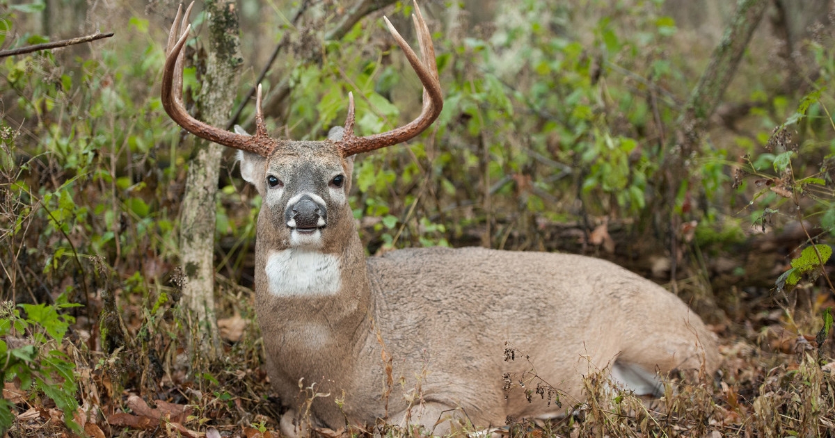 Whitetail Buck: White Throat Patch in Bedding Posture Decor