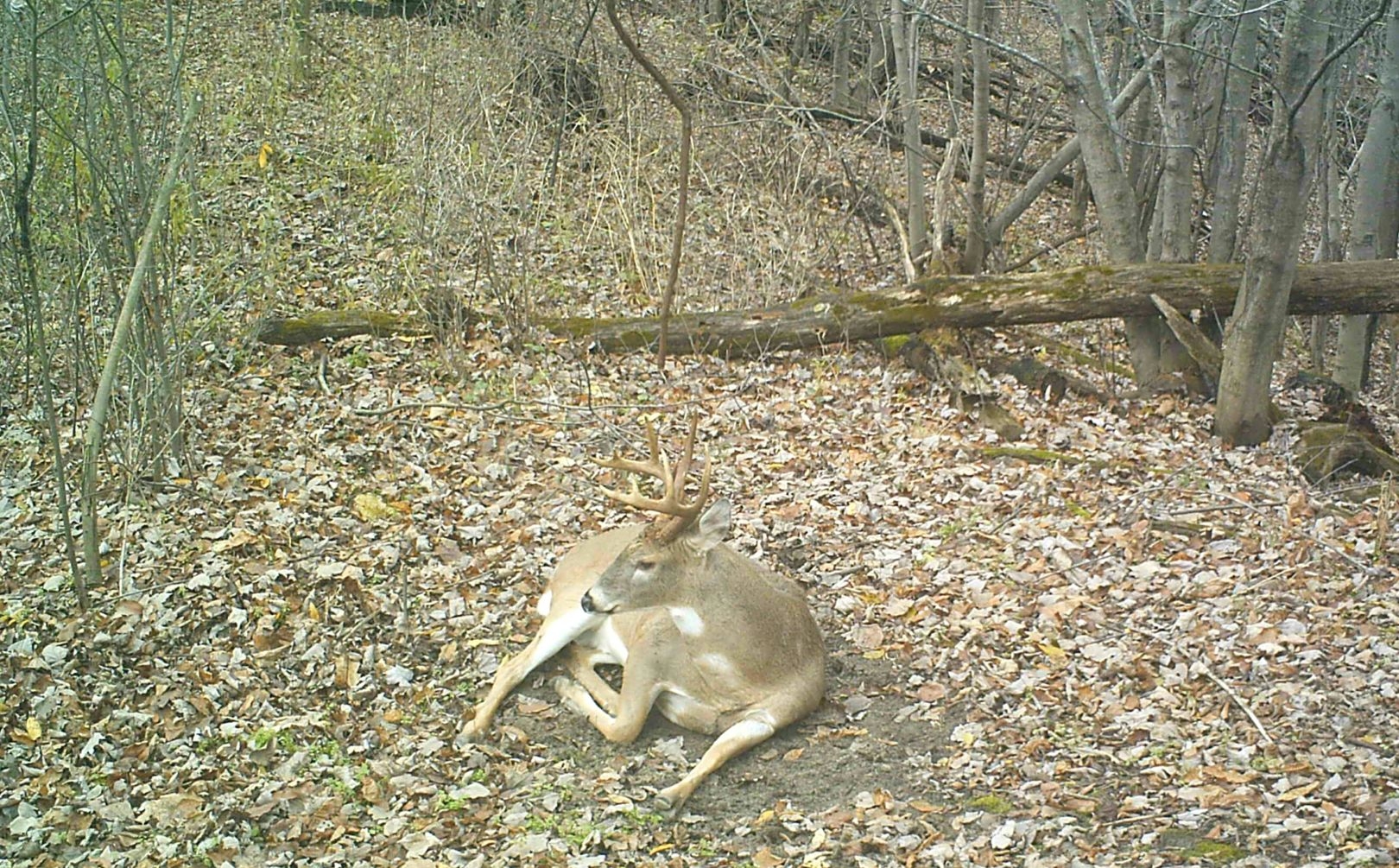Wild Animal: Naturalism Branched Antlers in Leaf Litter Nest