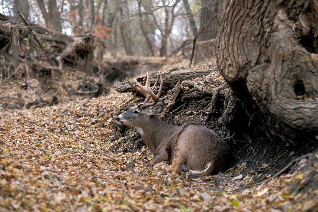 Bedding With Deer