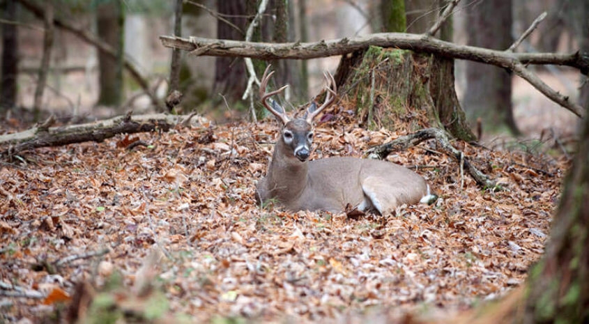Wildlife Habitat: Mossy Stump and Leaf Bedding Forest Scenery