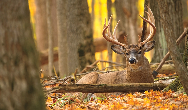 Wildlife Portrait: Branching Antlers and Autumn Foliage Art