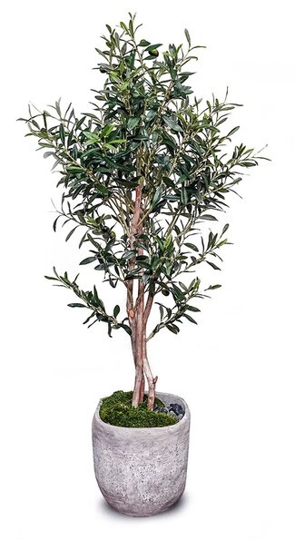 Artificial Olive Tree: Cement Like Pot & Multi Stem Trunk