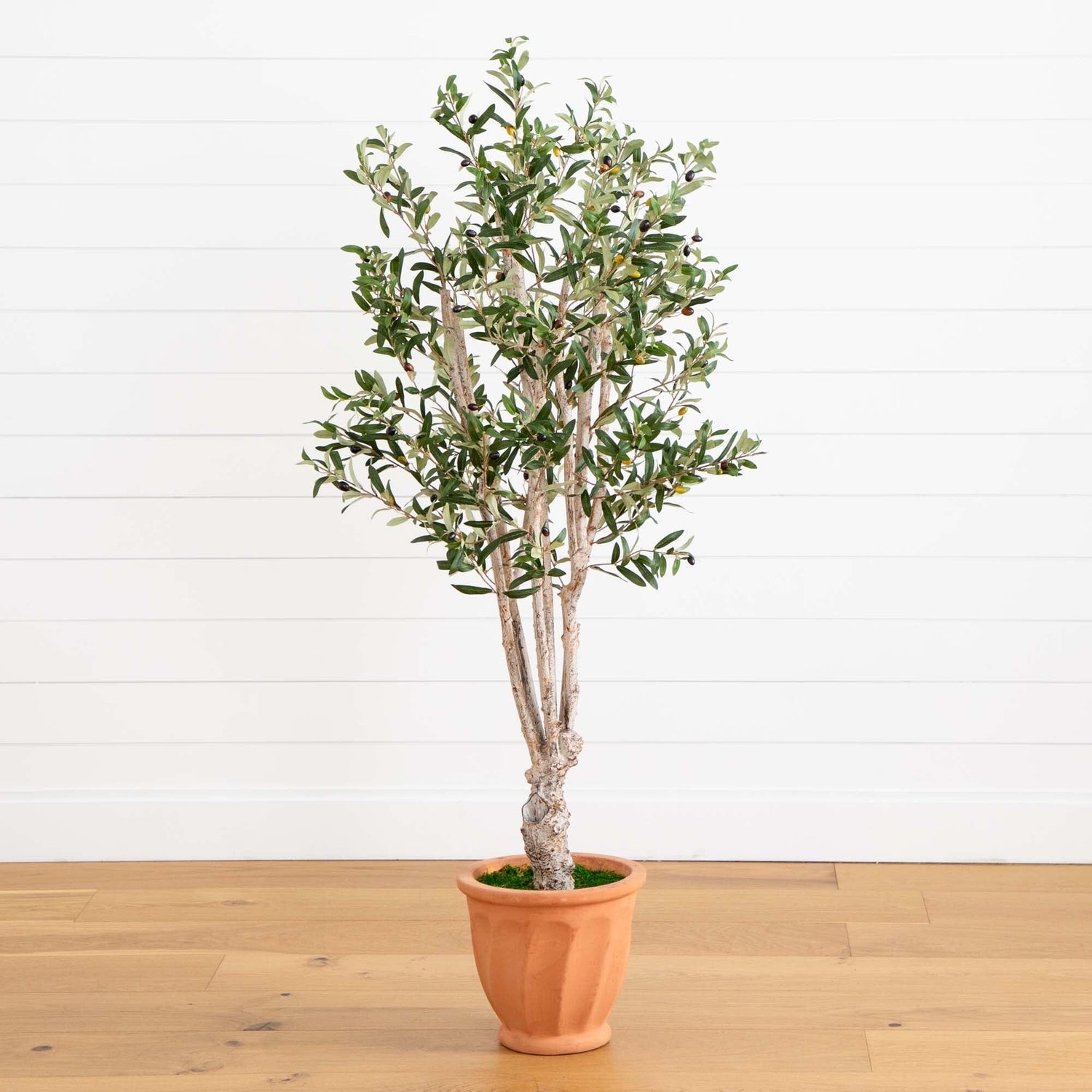 Artificial Olive Tree: Ribbed Terracotta Pot Multi Trunk