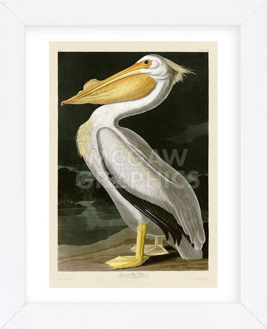 Framed Art Audubon Print High Contrast Framed Coastal Bird