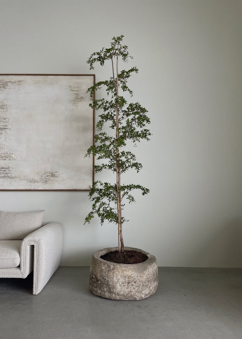 Indoor Tree Planter: Nine Foot Stature & Weathered Vessel