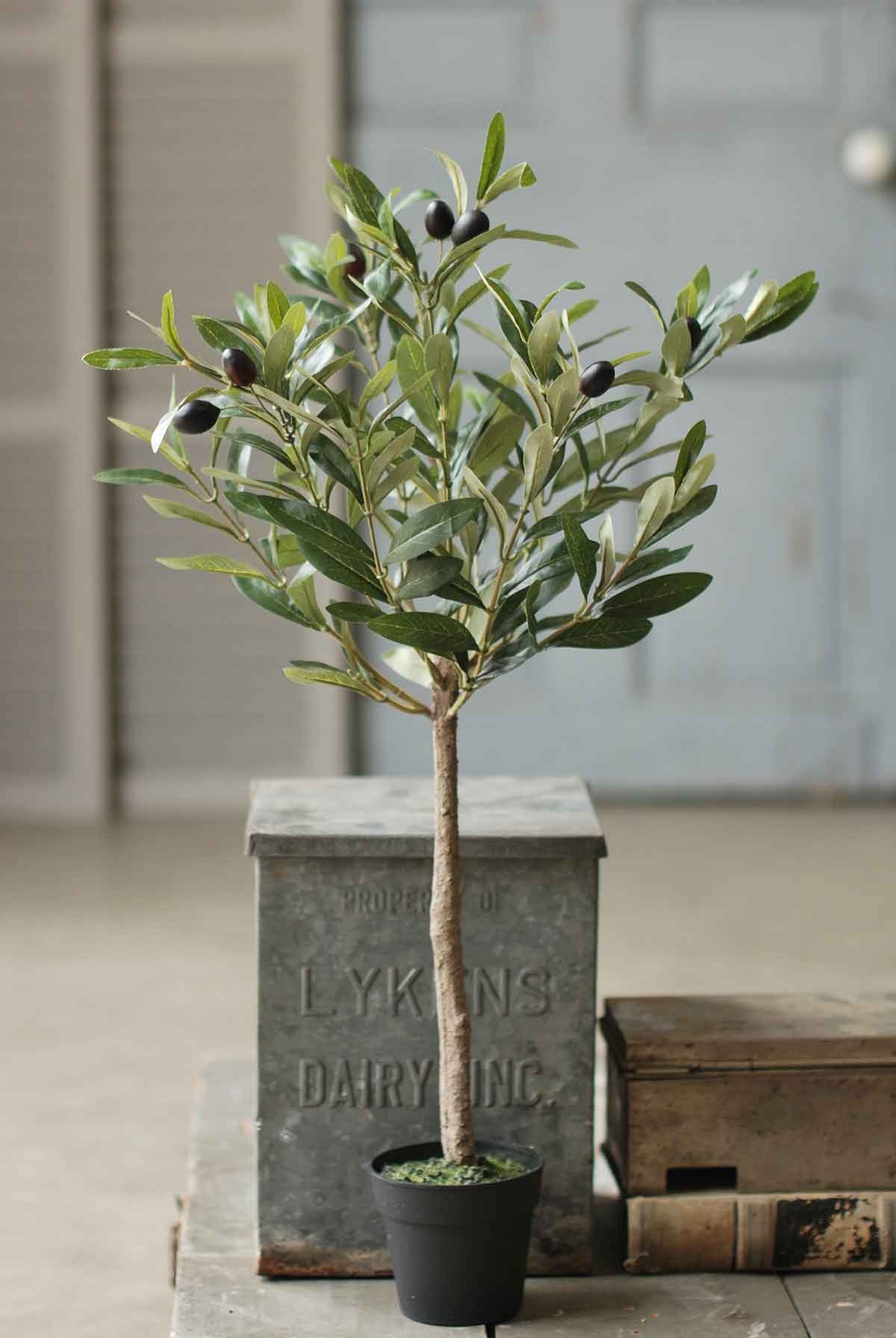 Olive Tree 26 Inch Height Petite Matte Black Potted Shop
