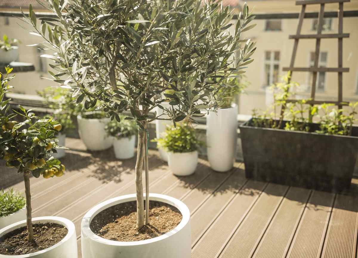Olive Tree: Cylindrical White Pots & Silver Green Foliage