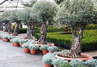 Olive Tree: Gnarled Trunk & Tiered Mediterranean Planting