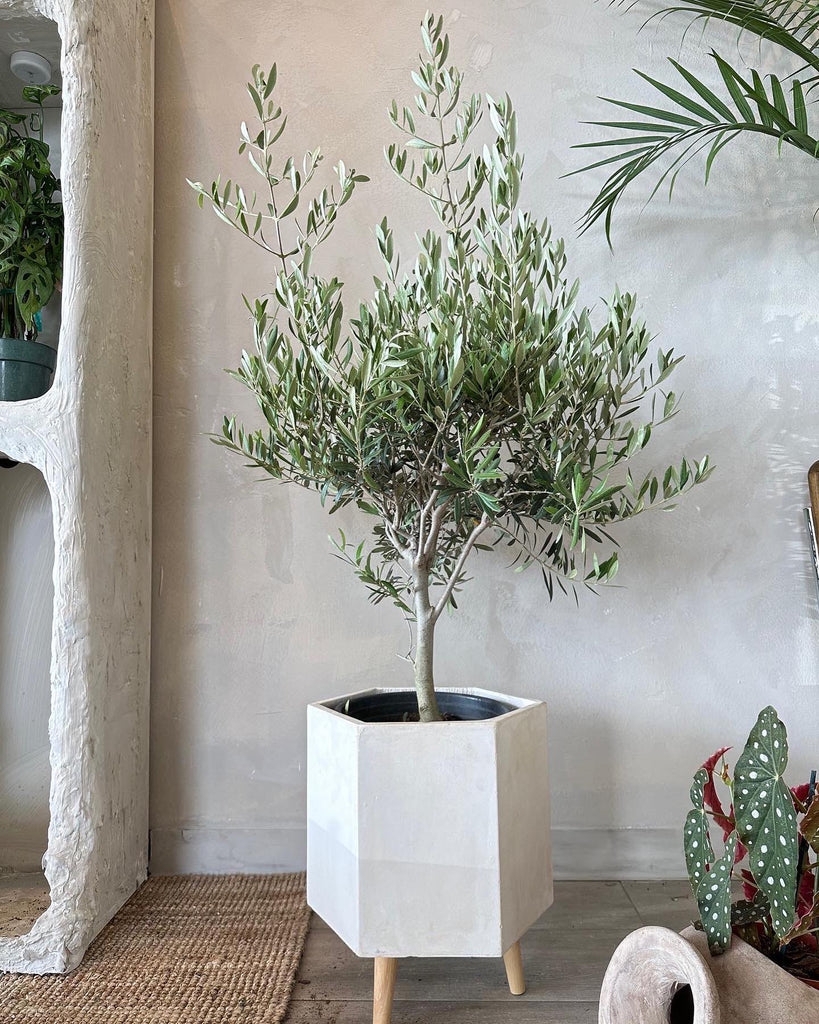 Olive Tree Hexagonal White Planter Tapered Legs