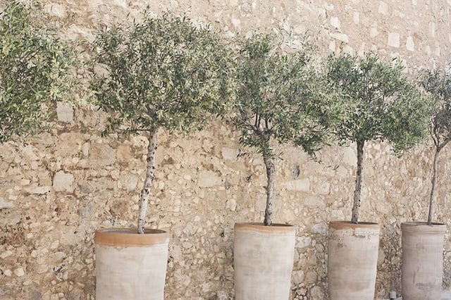 Olive Tree Planter: Oversized Clay Pots & Stone Wall