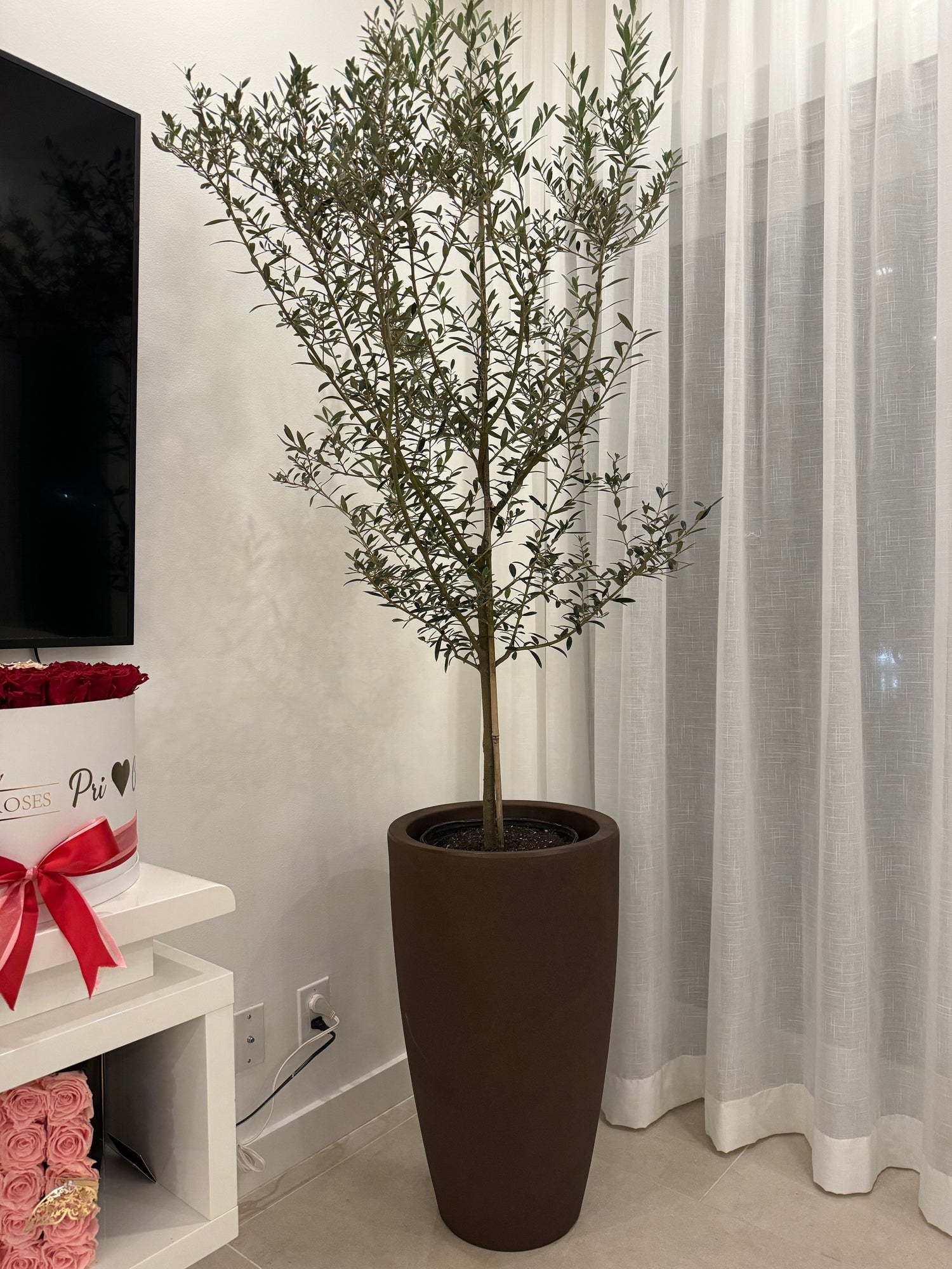 Olive Tree Planter Tapered Deco Modern Styling Room