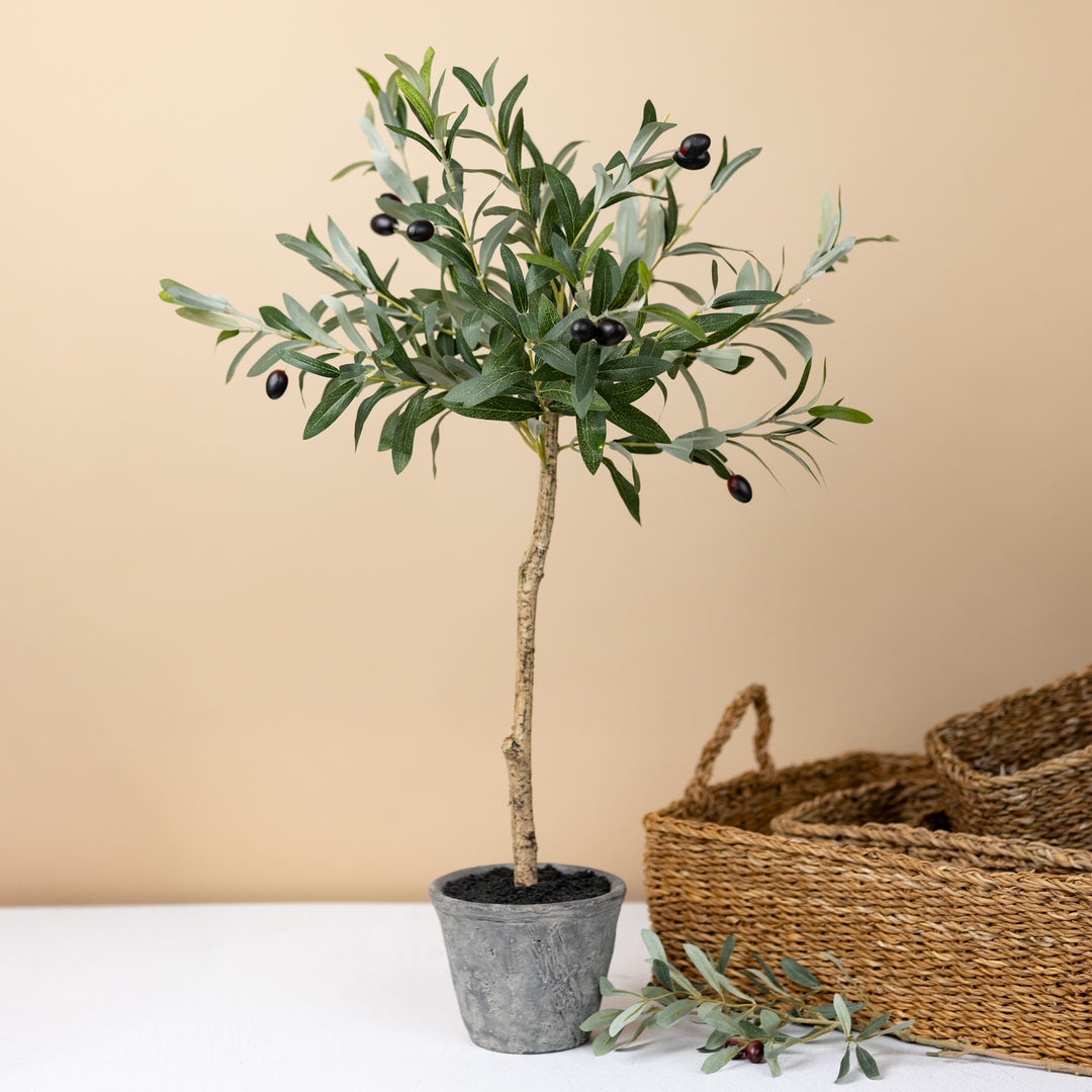 Olive Tree Textured Trunk Gray Wash Potted Plant