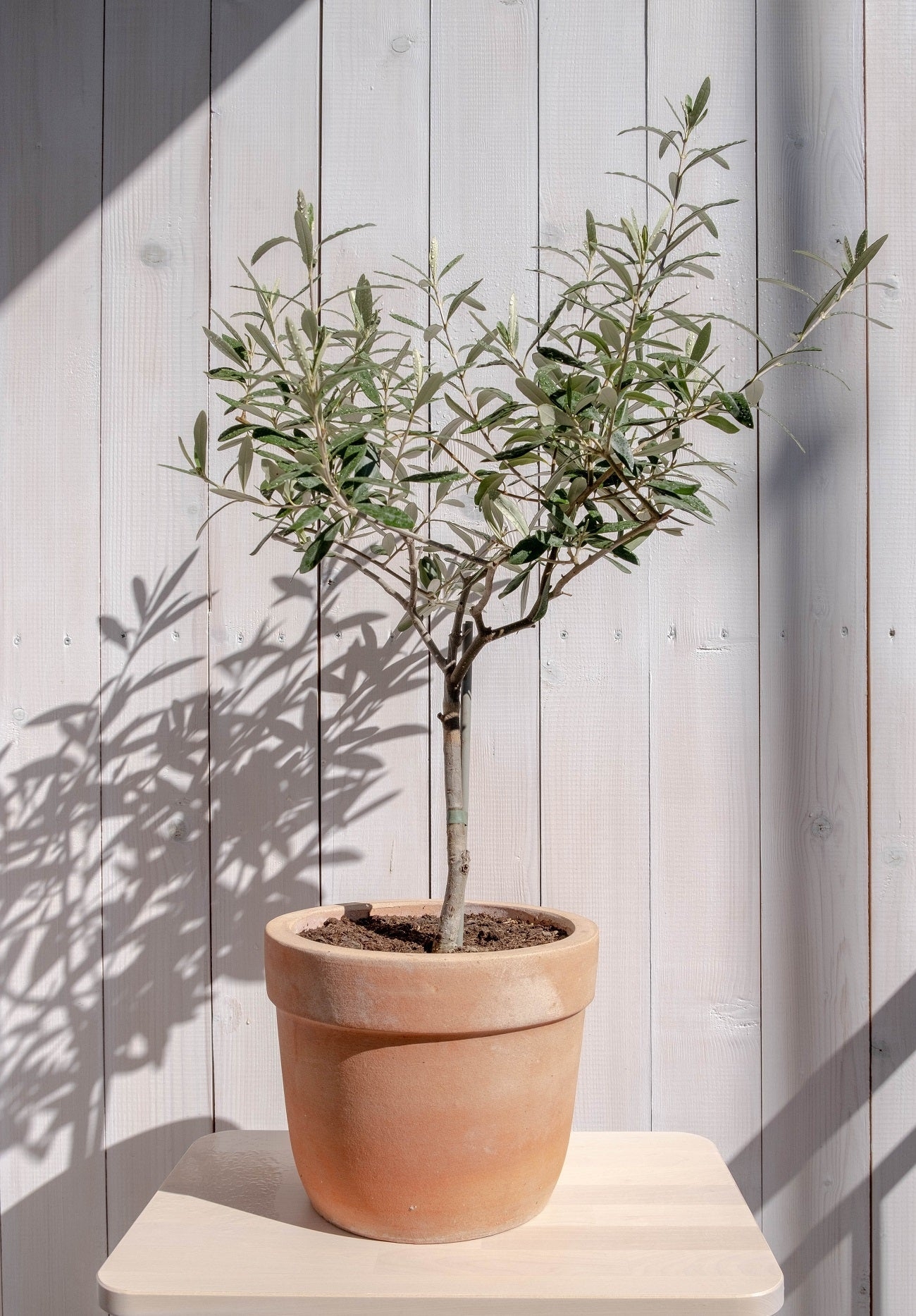 Potted Olive Tree: Architectural Shadows & Terracotta