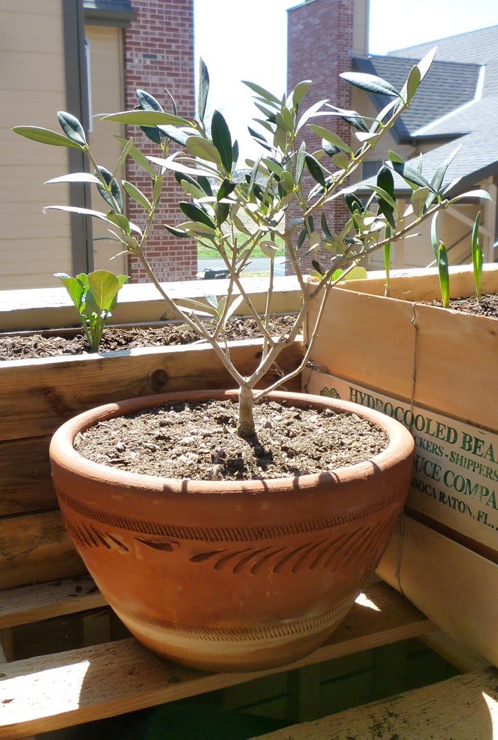 Potted Olive Tree Carved Terracotta Balcony Pot Niche
