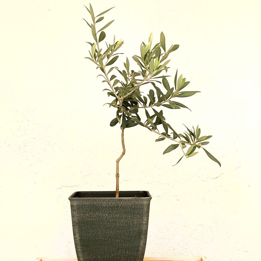 Potted Olive Tree: Curved Trunk & Charcoal Square Planter