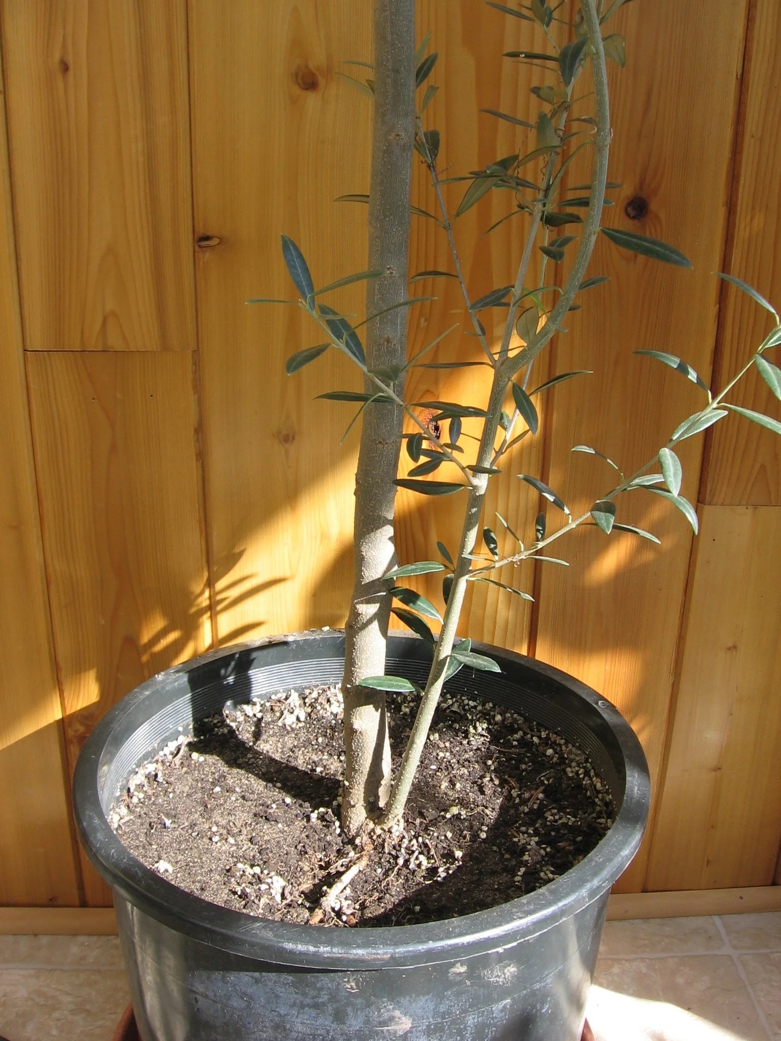 Potted Olive Tree: Dual Stem Structure & Black Nursery Pot