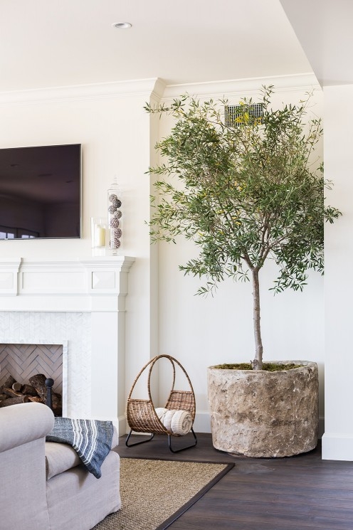 Potted Olive Tree Large Weathered Stone Planter Indoor