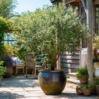 Potted Olive Tree: Multi Stem Trunk & Glazed Ceramic Pot
