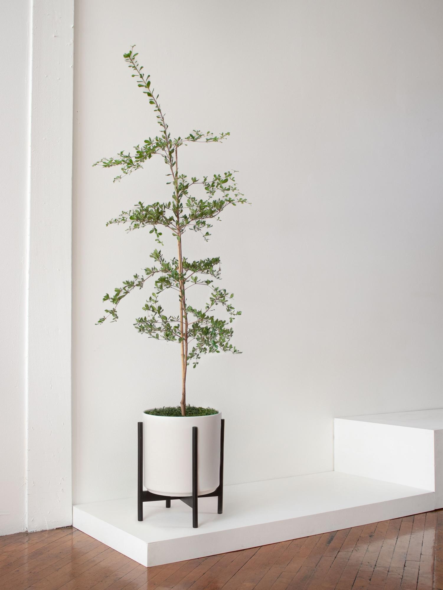 Potted Plant Black Olive Tree Elevated Wood Stand