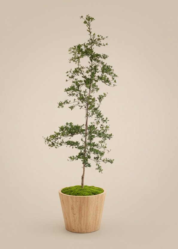 Potted Tree: Airy Foliage & Wood Toned Pot Japandi Decor
