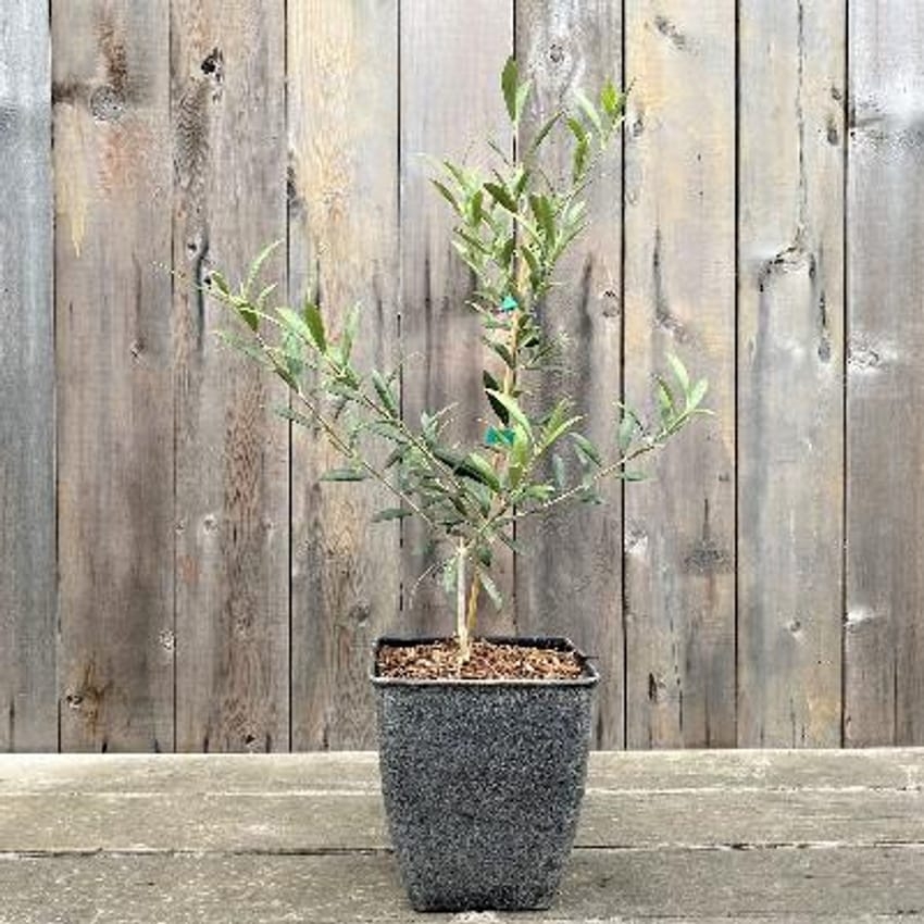 Potted Tree Charcoal Textured Square Tapered Pot