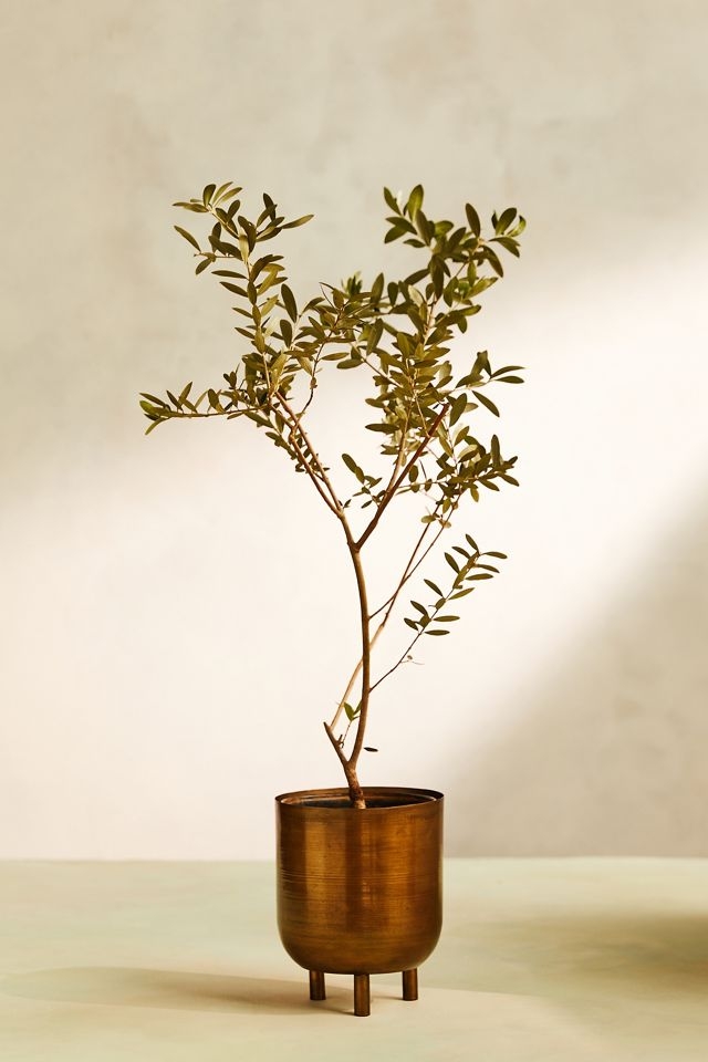 Potted Tree: Footed Metal Pot & Antique Brass Finish