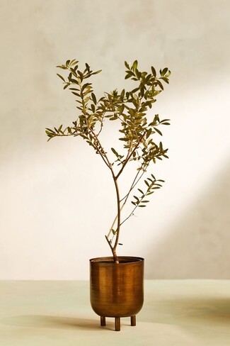 Potted Tree: Footed Metal Pot & Antique Brass Finish