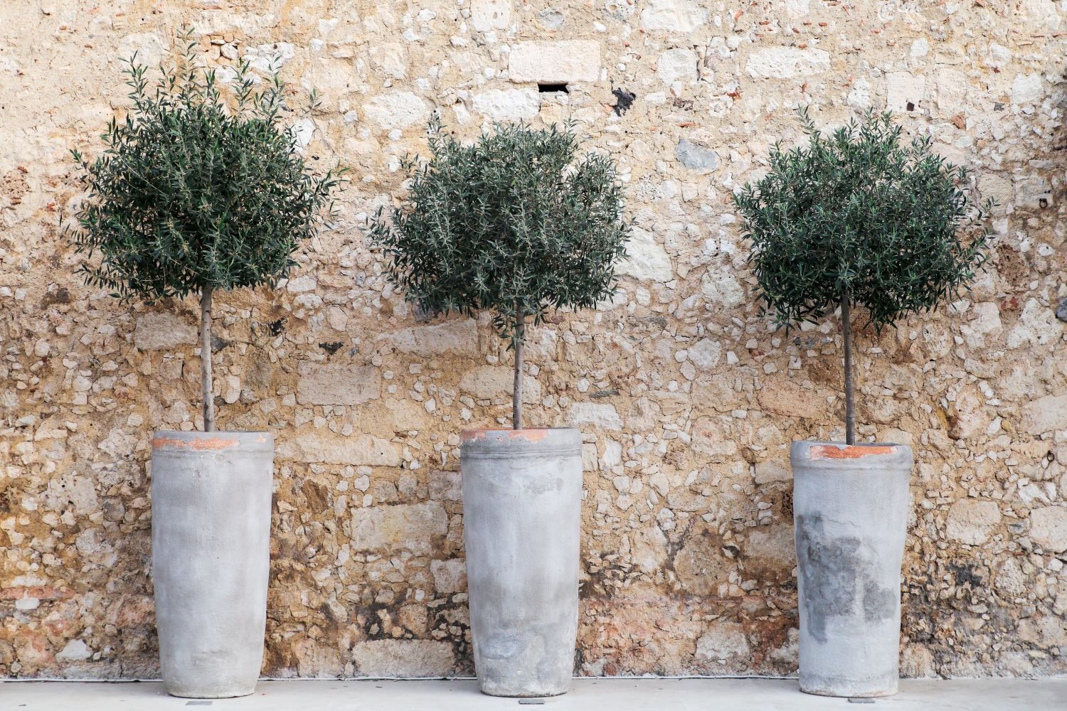 Potted Tree: Tall Concrete Pots & Standard Pruning Style