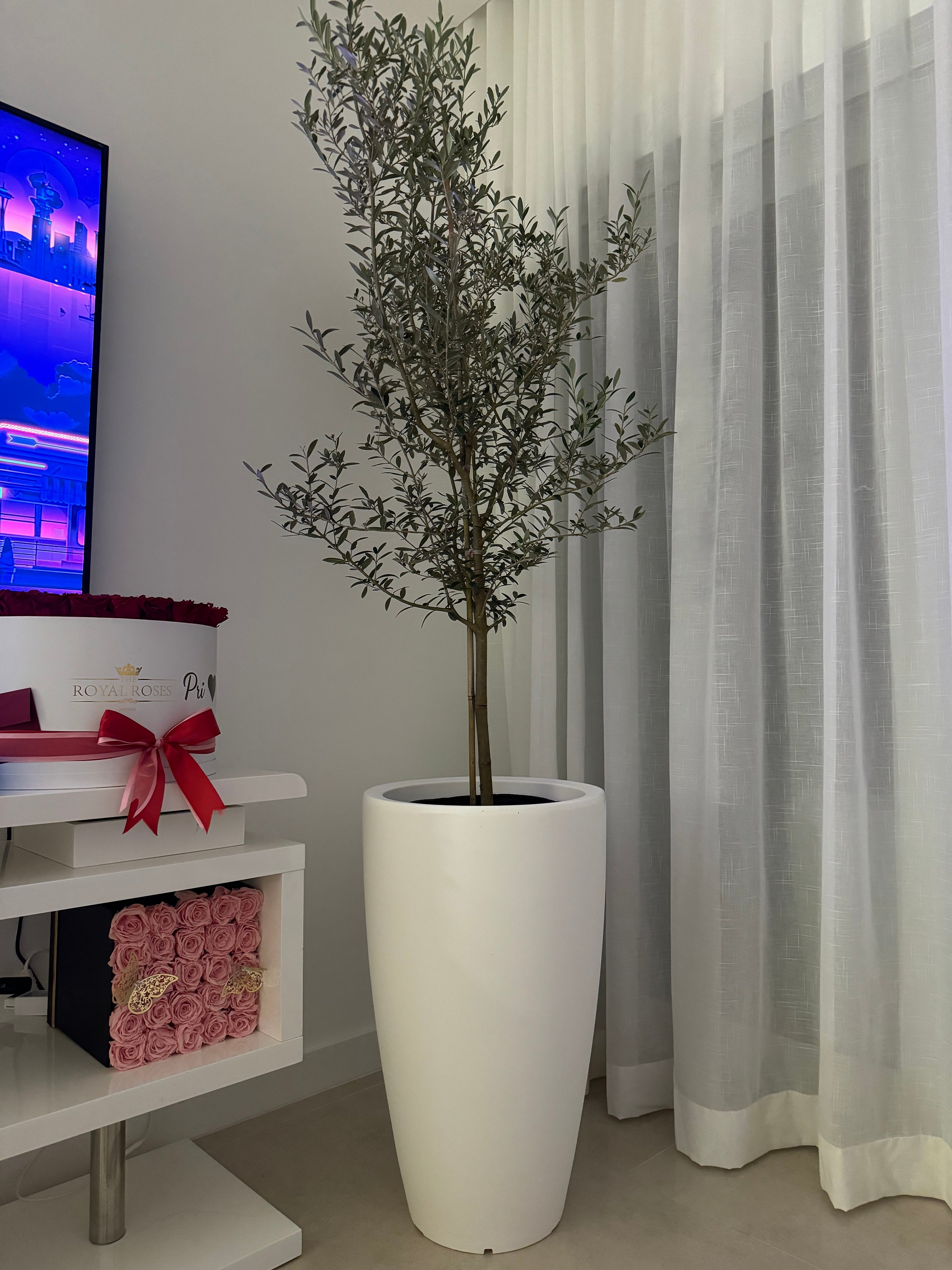 Potted Tree: Tapered White Planter & Tall Silhouette