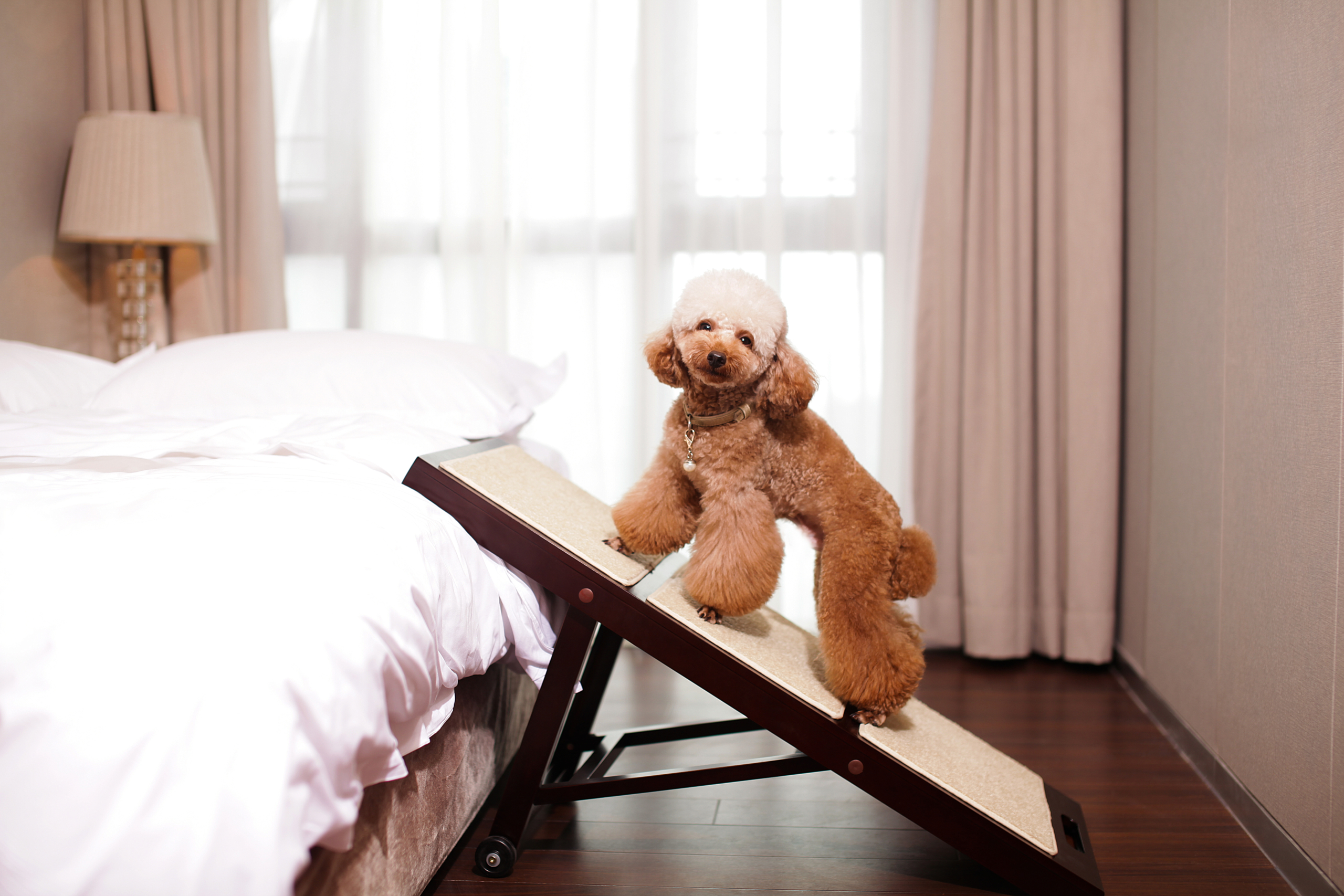 Collapsible 33.5" Pet Ramp